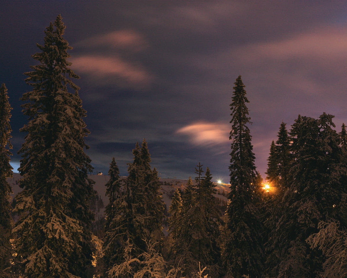 Snow-laden pine forest at night under a dramatic purple and orange winter sky in Lapland
