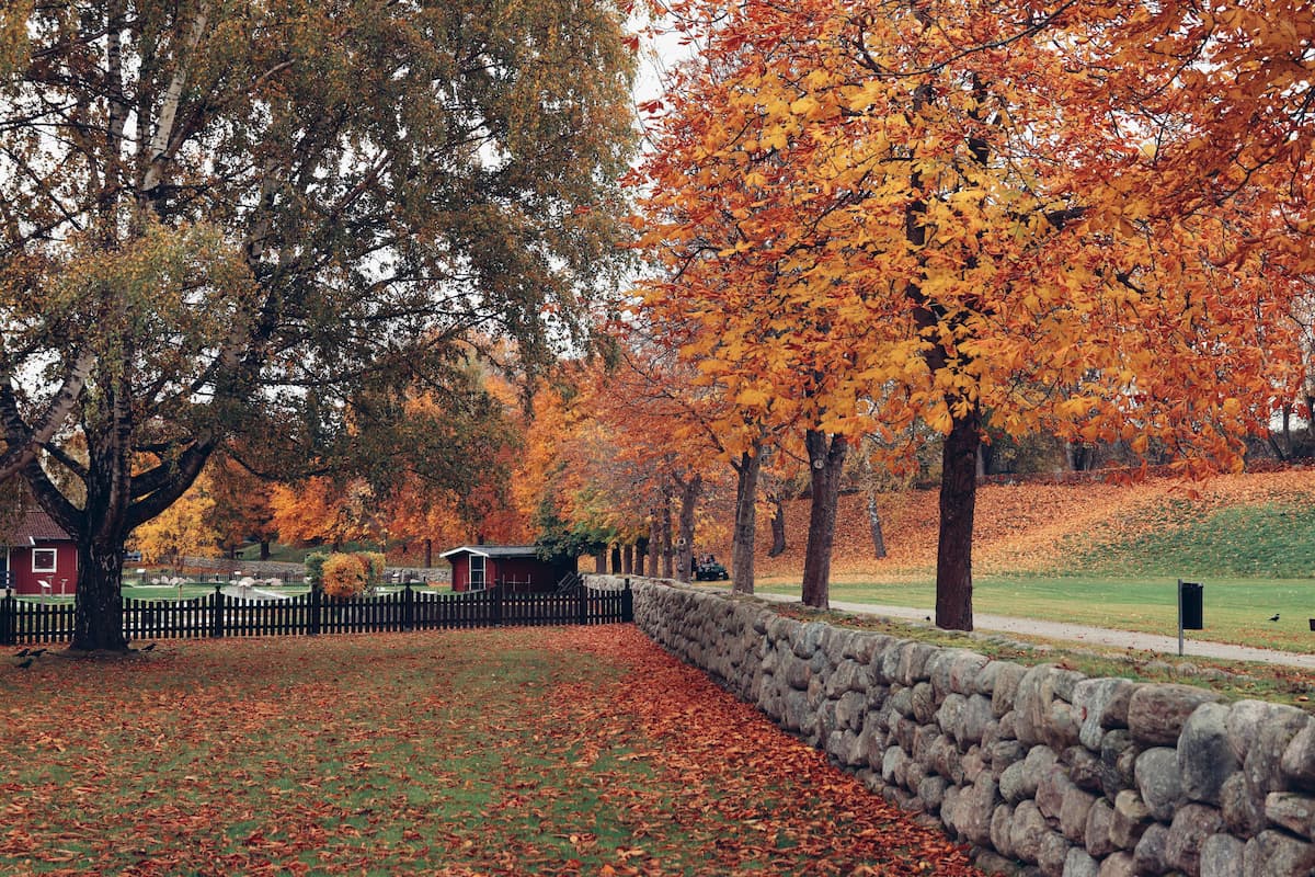 A tree-lined path in golden Swedish autumn colours, orange and amber leaves falling beside a rustic stone wall and traditional red farmhouses, Sweden