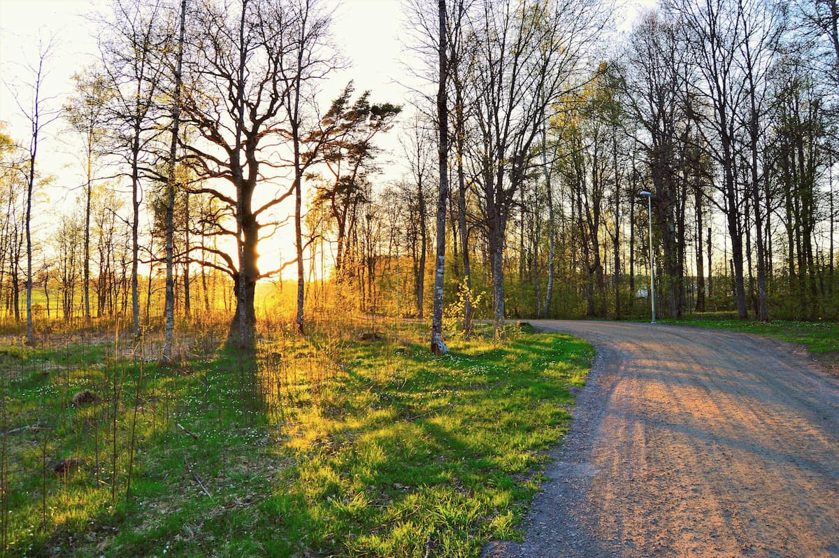 A winding gravel road through a Swedish birch forest at golden sunset in spring, fresh green leaves emerging on bare trees, Sweden