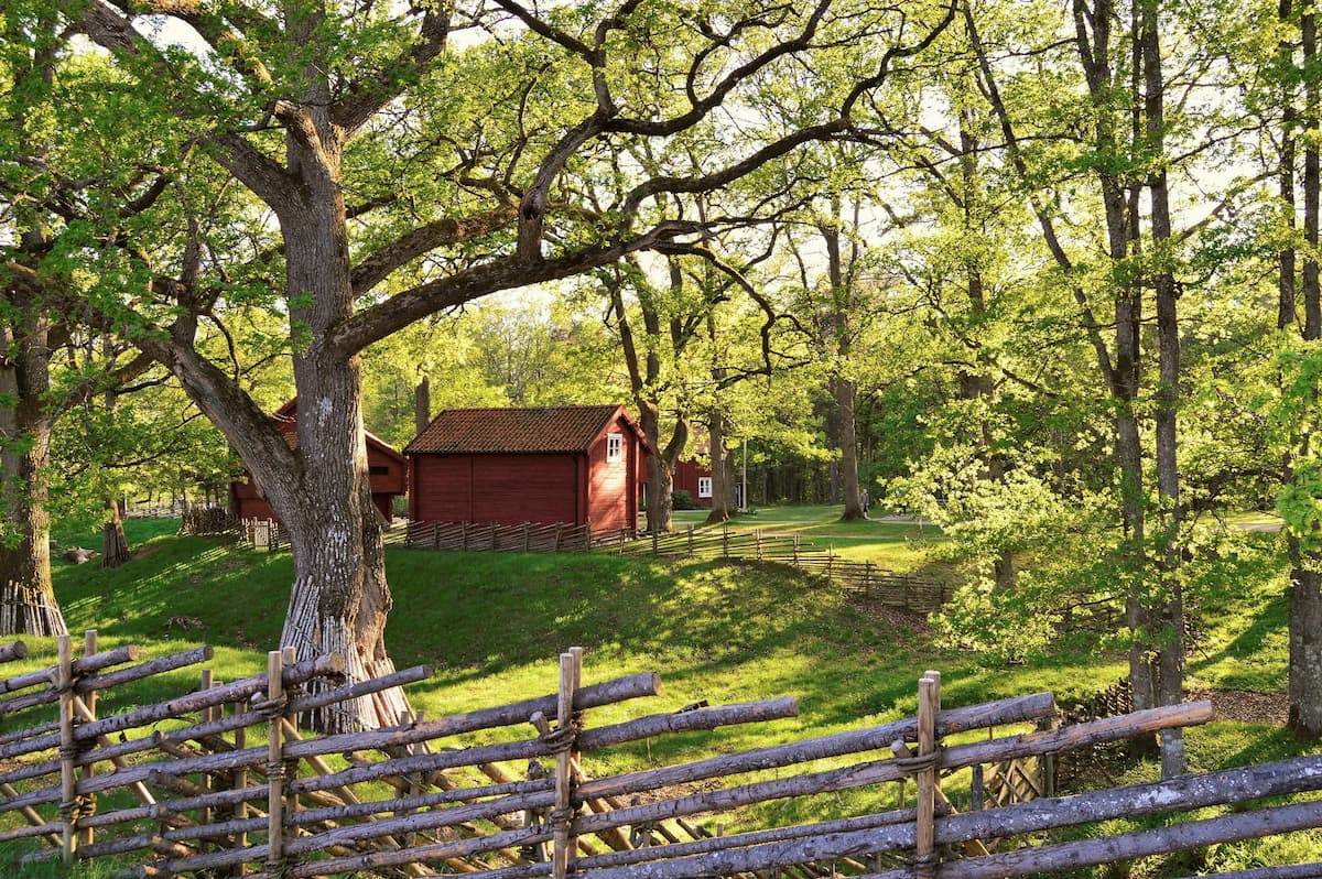 A traditional red Swedish farmhouse surrounded by ancient oak trees in fresh summer foliage, with a wooden split-rail fence in the foreground, Sweden