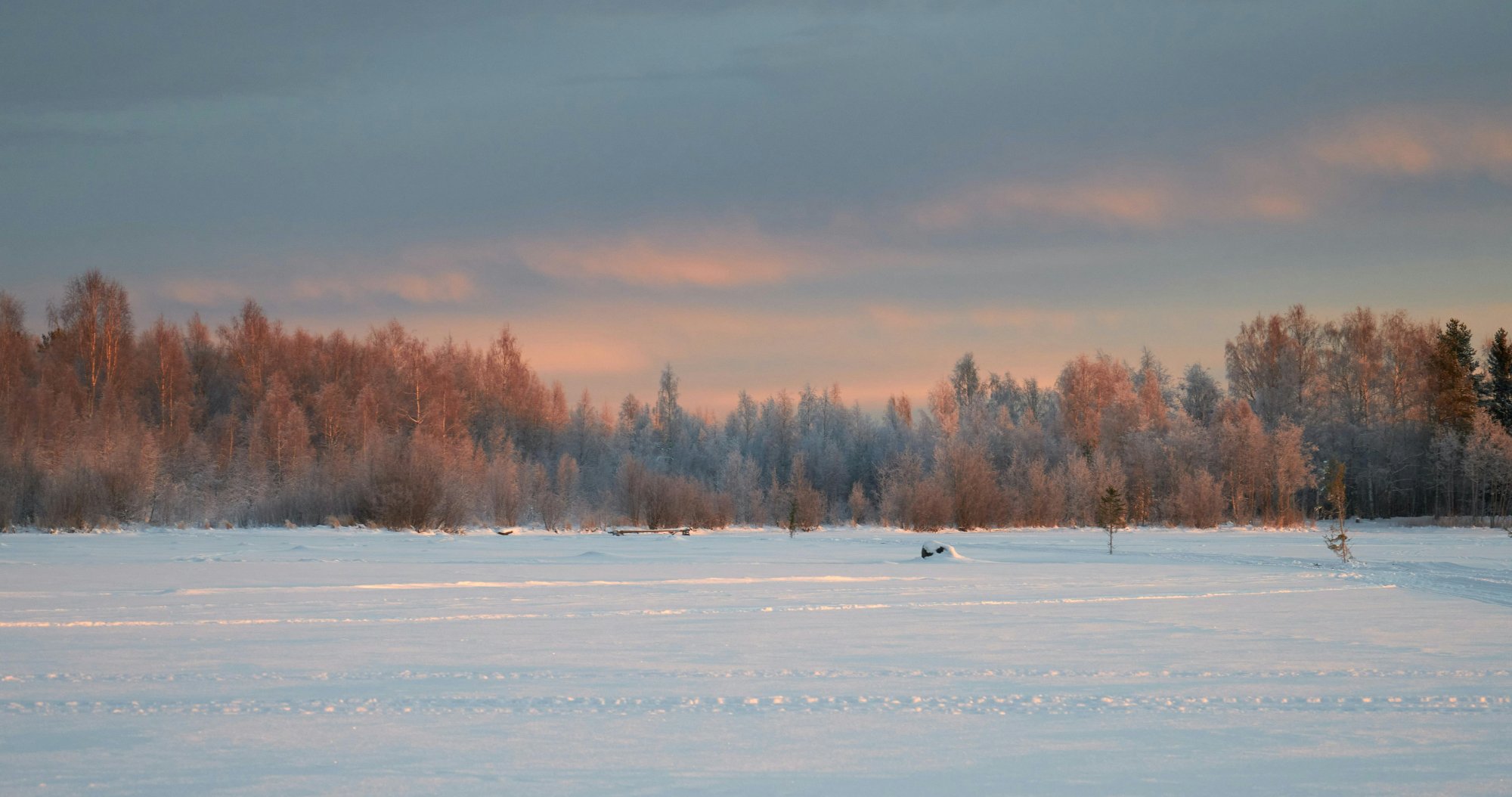 Frozen lake at golden hour in Swedish winter, frost-covered birch trees glowing in the low sun, Sweden