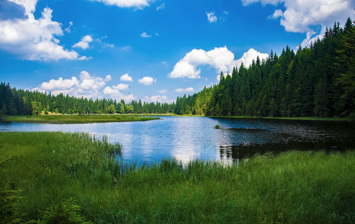 A pristine Swedish lake reflecting clouds and blue sky, surrounded by dense boreal spruce forest in summer, Sweden