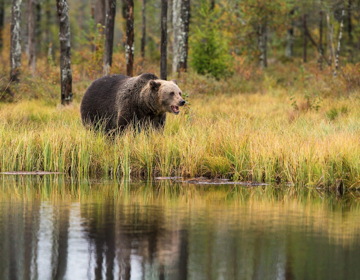 Brown bear walking along the edge of a forest lake in autumn, reflected in the still water