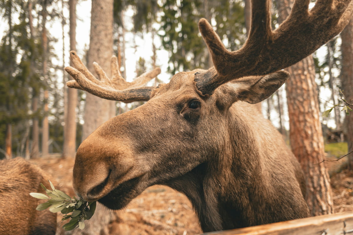 Bull moose close-up eating leaves in a Swedish pine forest, large antlers filling the frame